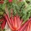Red chard "Rhubarb" - 225 biji - Beta vulgaris var. cicla. 