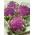 Blomkål - Di Sicilia Violetto - 54 frø - Brassica oleracea L. var.botrytis L.