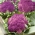 Květák di Sicilia Violetto semena - Brassica oleracea convar. botrytis var. botrytis - 54 semen - Brassica oleracea L. var.botrytis L.