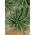 Fodros kel - Nero di toscana - 540 magok - Brassica oleracea L. var. sabellica L.