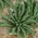 Kale "Tuscan Black" - Toskana türü çeşitliliği - 540 tohum - Brassica oleracea L. var. sabellica L. - tohumlar