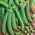 豌豆Alderman种子 -  Pisum sativum  -  200种子 - 種子