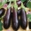 Баклажани 'Віолетта Лунга 3'; баклажани -  Solanum melongena - насіння