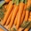 Carrot "Success" - late, storable variety - 4250 seeds