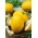 Dinja Yellow Canary 2 - rana, žuta, ovalna, slatka i aromatična sorta - 