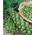 Brstični kalčki "Long Island" - dvanajst glav iz ene rastline - 320 semen - Brassica oleracea var. gemmifera - semena