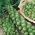Брюссельська капуста "Лонг-Айленд" - десятки голів з однієї рослини - 320 насіння - Brassica oleracea var. gemmifera
