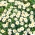 Margarida Inglesa - 10g de sementes (Bellis perennis)