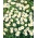 Tratinčica - 10g sjemena (Bellis perennis)
