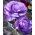 Ranunculus - azul - paquete de 10 piezas