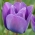 Tulip Blue - paquete grande! - 50 pcs - 