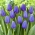 Tulip Blue – large pack! – 50 pcs