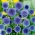 Oursin bleu (Echinops ritro)