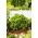 БІО - Листя петрушки "Мосс Керлінг 2" - сертифіковане органічне насіння - 3000 насіння - Petroselinum crispum 