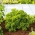 Persilja - Moss Curled 2 - BIO - 3000 siemenet - Petroselinum crispum