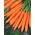 Morcov "Olympus" - varietate târzie, gustoase - 4250 de semințe - Daucus carota