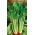 Сельдерей пахучий - Malachit - 360 семена - Apium graveolens