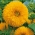 Girassol ornamental 'Sungold Tall' - variedade alta - 1 kg de sementes (Helianthus annuus)