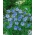 פשתן רב שנתי, פשתן כחול, מוך - 700 זרעים - Linum perenne