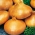 Keltasipuli - Stuttgarter Riesen - 100 grammaa -  Allium cepa - siemenet