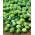 جوانه بروکسل "Dolores F1" - تنوع سبز مقاوم در برابر خشکسالی - 160 دانه - Brassica oleracea var. gemmifera