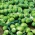 布鲁塞尔发芽“多洛雷斯F1” - 抗旱的绿色品种 -  160粒种子 - Brassica oleracea var. gemmifera - 種子