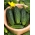 Cucumber "Zuzana F1" - a field, parthenocarpic variety