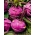 Тамно љубичаста колераба 'Венер Блуе' -  Brassica oleracea var. Gongylodes - Wener Blauwe - семе