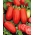 Uzun boylu alan domates 'S. Marzano 3 '- Akdeniz'deki en çok satanlar -  Lycopersicon esculentum - S. Marzano 3 - tohumlar