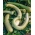 Цалабасх 'Сицилиан Снаке'; тиква за боцу, тиква бијеле боје -  Lagenaria siceraria - семе