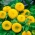 Ornamental sunflower 'Teddy Bear' - 100g seeds (Helianthus annuus)