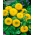 Ornamental sunflower 'Teddy Bear' - 100g seeds (Helianthus annuus)