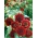 Saulespuķes 'Moulin Rouge' - 100 g sēklas (Helianthus annuus)