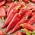 Pimento 'Parade' - vermelha, variedade de estufa - sementes (Capsicum annuum)