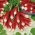 Rabanete 'Flamboyant 3' - vermelho com ponta branca - sementes (Raphanus sativus)