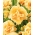 Sásliliom (Hemerocallis) 'Ikebana Star' - Nagy csomag! - 10 db.
