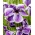Iris japonais (Iris ensata) «Dinner Plate Sundae» - Grand paquet - 10 unités