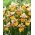 Iris sibirica 'Colonel Mustard' - groot pakket - 10 planten