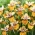 Iris sibirica 'Colonel Mustard' - groot pakket - 10 planten