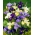 Sibirische Schwertlilie, Iris sibirica - Mix - Großpackung! - 10 Stk.