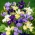 Sibirische Schwertlilie, Iris sibirica - Mix - Großpackung! - 10 Stk.