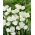 Sibirische Schwertlilie, Iris sibirica 'Dreaming Green' - Großpackung! - 10 Stk.