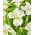 Sibirische Schwertlilie, Iris sibirica 'Ester C.D.M.' - Gigapackung! - 50 Stk.