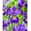 Sibirisk Iris 'Golden Edge' - kæmpepakke - 50 stk
