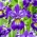 Sibirische Schwertlilie, Iris sibirica 'Golden Edge' - Gigapackung! - 50 Stk.