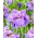 Giaggiolo siberiano (Iris sibirica) „Having Fun” - Confezione gigante - 50 unità