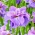 Sibirische Schwertlilie, Iris sibirica 'Having Fun' - Großpackung! - 10 Stk.