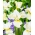 Sibirisk Iris 'Snow Queen' - kæmpepakke - 50 stk