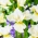 Iris sibirica 'Snow Queen' - mega pakket - 50 planten