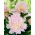 Pioenroos (Paeonia) 'Angel Cheeks' - groot pakket - 10 planten